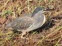 Green-backed Heron.jpg